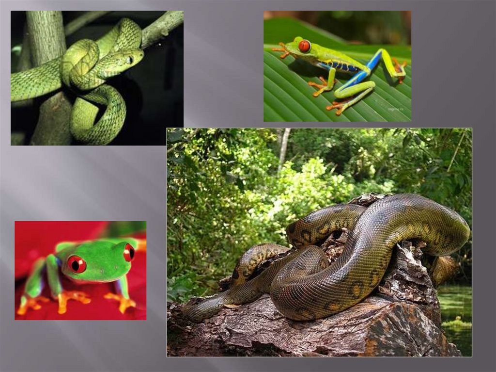 Тропические животные 1 класс. Животные тропических лесов. Животные тропического пояса. Тропические растения и животные. Животные и растения тропического пояса.