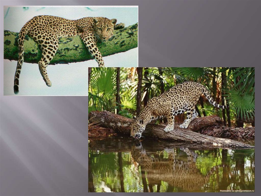 Тропические животные 1 класс. Животный мир экваториальных лесов Африки. Фауна тропических экваториальных лесов. Животные тропического пояса. Растения и животные экваториального пояса.