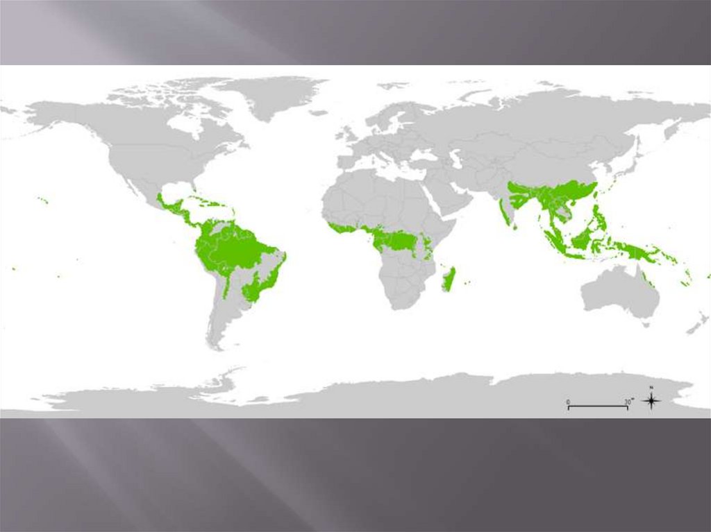 Тропические леса юго восточной азии карта