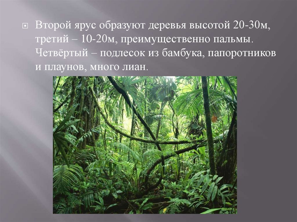 Тропический пояс. Животные и растения тропического пояса. О тропическом поясе 5 класс. Тропический пояс презентация. Презентация на тему тропический пояс.