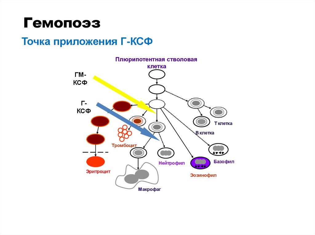 Постэмбриональный иммуноцитопоэз презентация