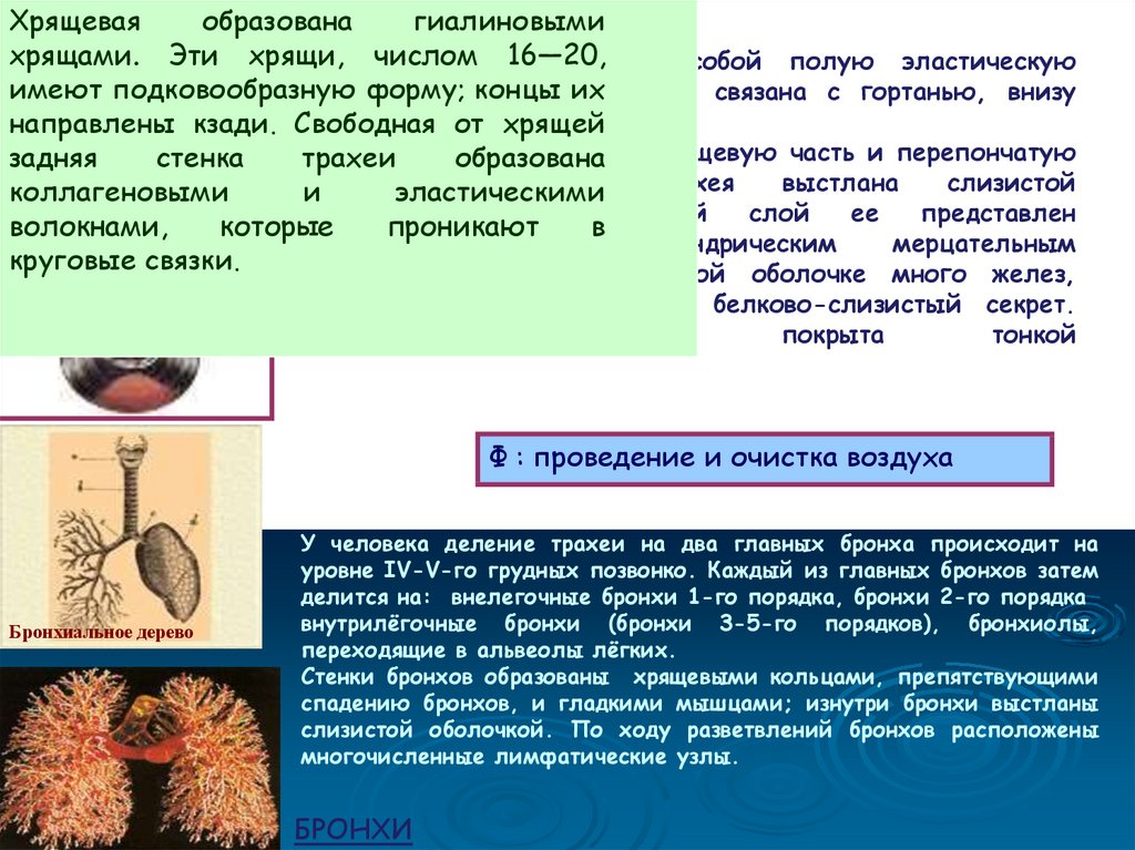 Презентация дыхание органы дыхания правила гигиены 6 класс 8 вид