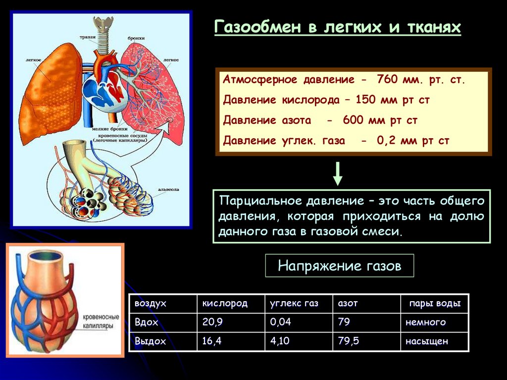 Презентация дыхание органы дыхания правила гигиены 6 класс 8 вид