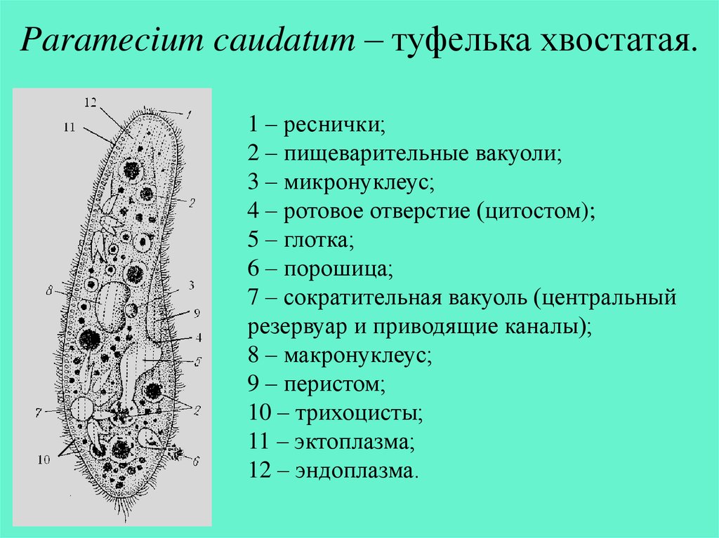 Цитостом. ПАРАМЕЦИЯ хвостатая туфелька строение. Инфузория туфелька цитостом. Строение клетки инфузории. Paramecium caudatum строение.