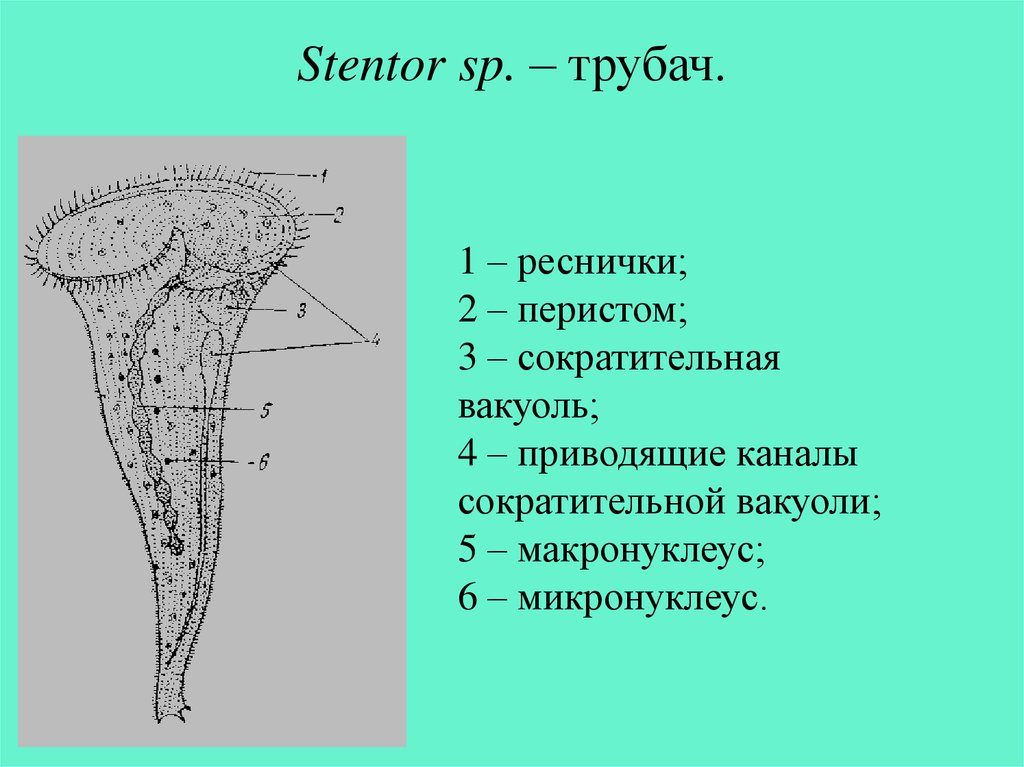 Инфузория трубач рисунок