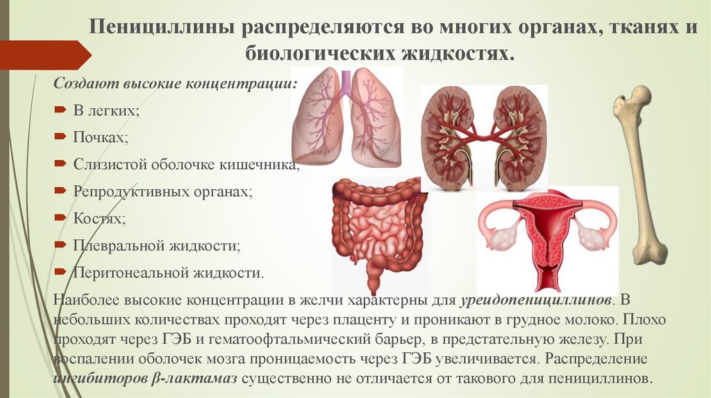 Г в органах и тканях. Пенициллины в педиатрии.