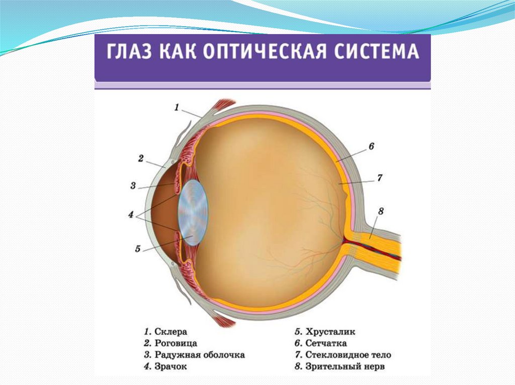 Глаз и зрение оптические приборы презентация