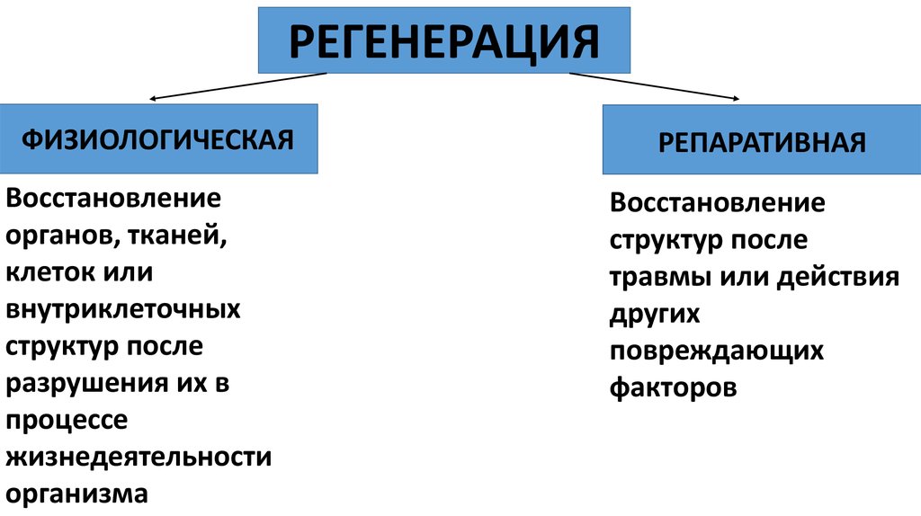 Характерные черты процесса регенерации презентация