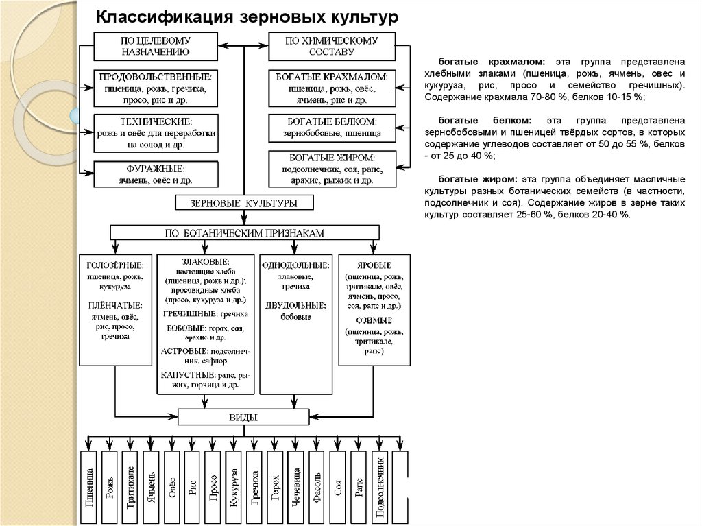 Классификация зерновых