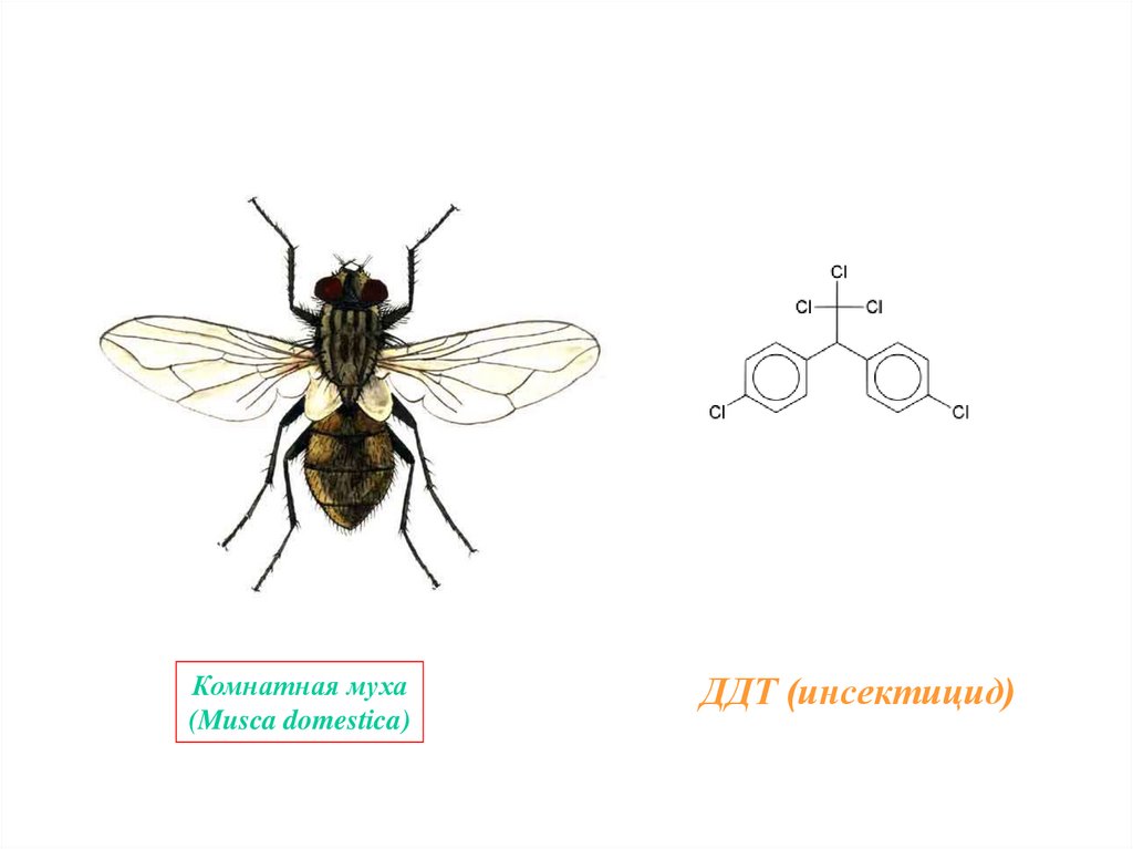 Эволюция от мухи до косы. Musca domestica комнатная Муха. Элементы классификации вида комнатная Муха. Musca domestica диагностика. Musca domestica является возбудителем заболевания.