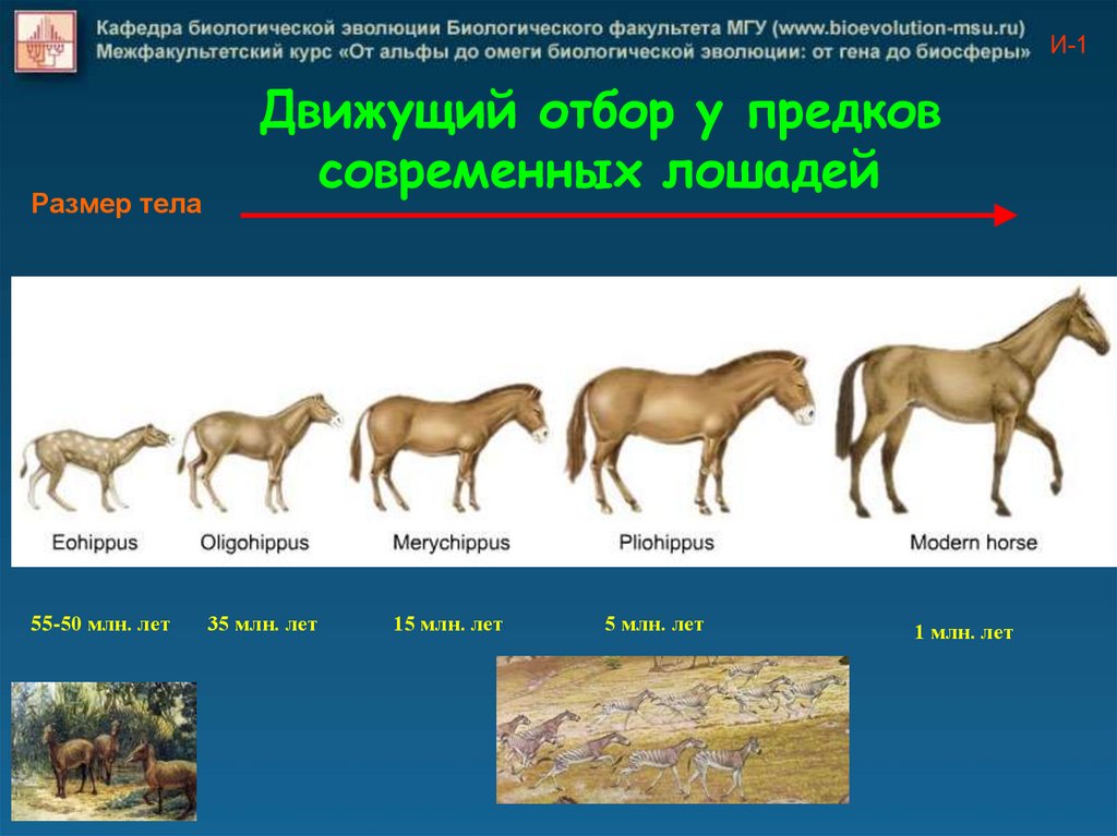 Изменчивость отбор. Роль естественного отбора в эволюции. Теория эволюции и естественного отбора. Отбор в эволюции. Ведущая роль естественного отбора в эволюции.