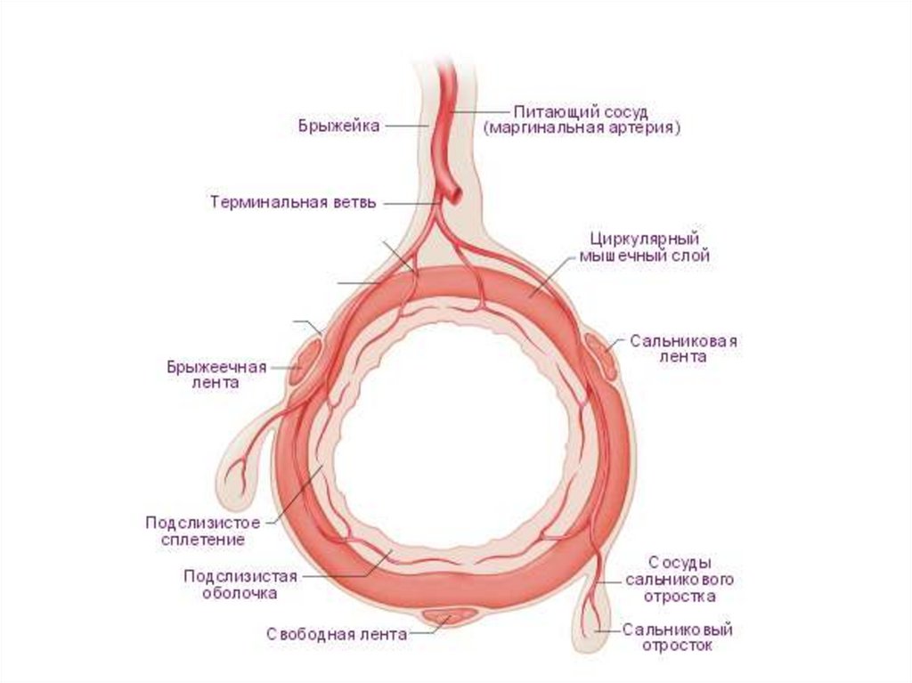 Кровоснабжение кишечника схема