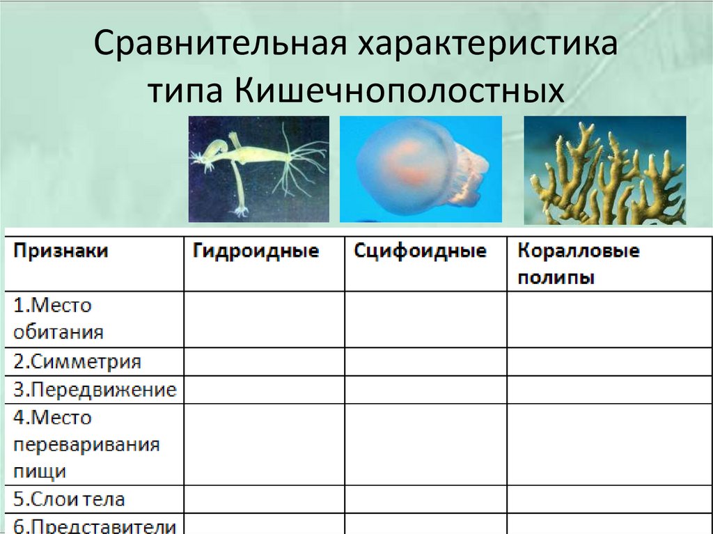 Используя рисунки в параграфе охарактеризуйте основные отличительные признаки гидроидных коралловых