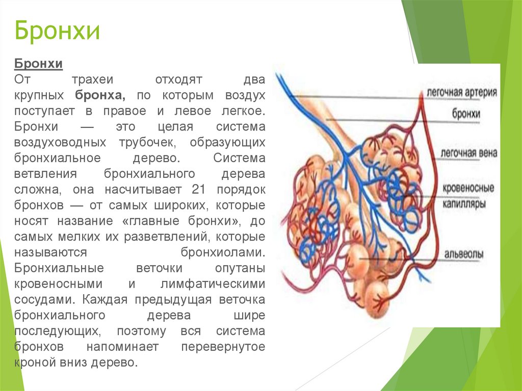 Ветвление крупных бронхов происходит в органе который обозначен на рисунке буквой