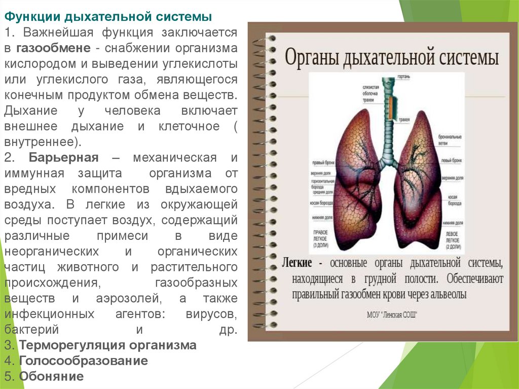 Основные функции дыхания. Функции дыхательной системы. Функйиидыхательная система. Система органов дыхания функции. Дыхательные функции дыхательной системы.