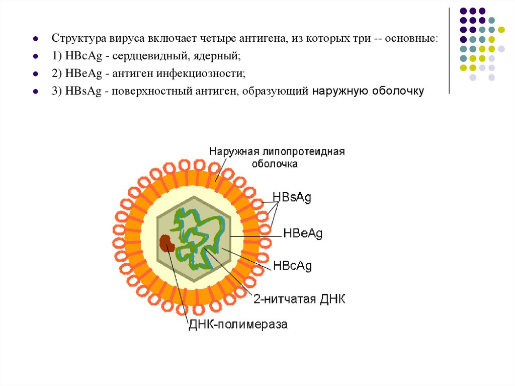 Вирусный гепатит антиген. Вирусный гепатит с антигенная структура. Антигенная структура вируса гепатита в. Строение вируса гепатита в антигены. Структура антигена вируса.