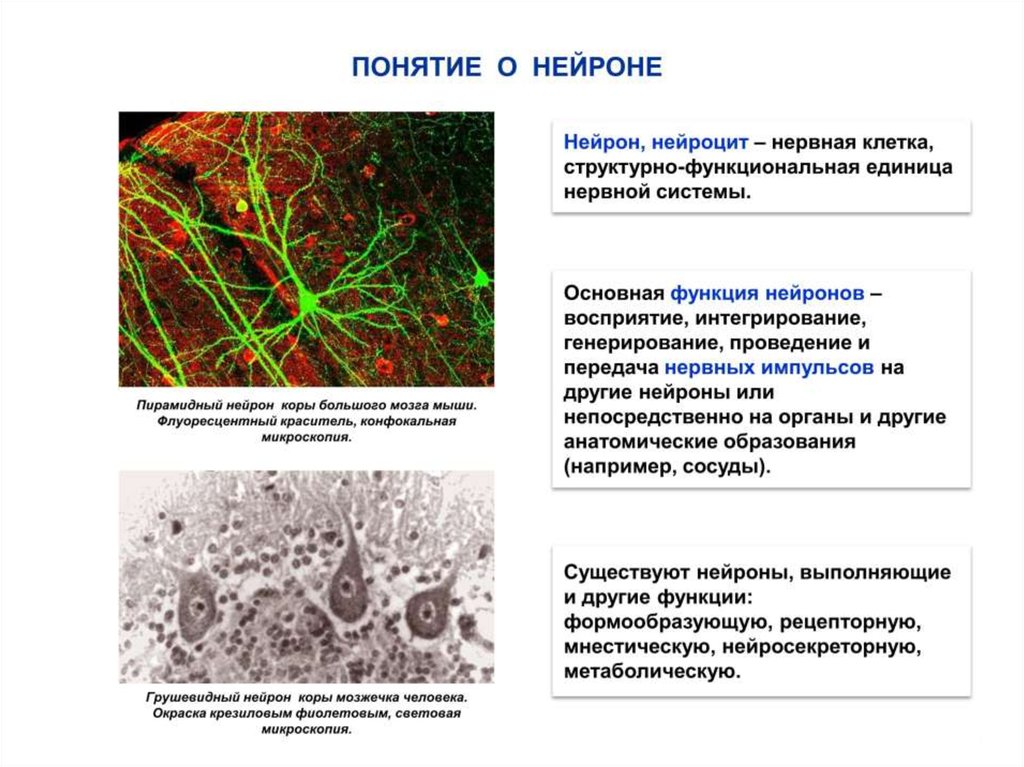 Нейроцит. Понятие о нейроне анатомия. Понятие о нейроне (нейроците).. Клетки нервной системы и их функции. Функции нейроцитов.