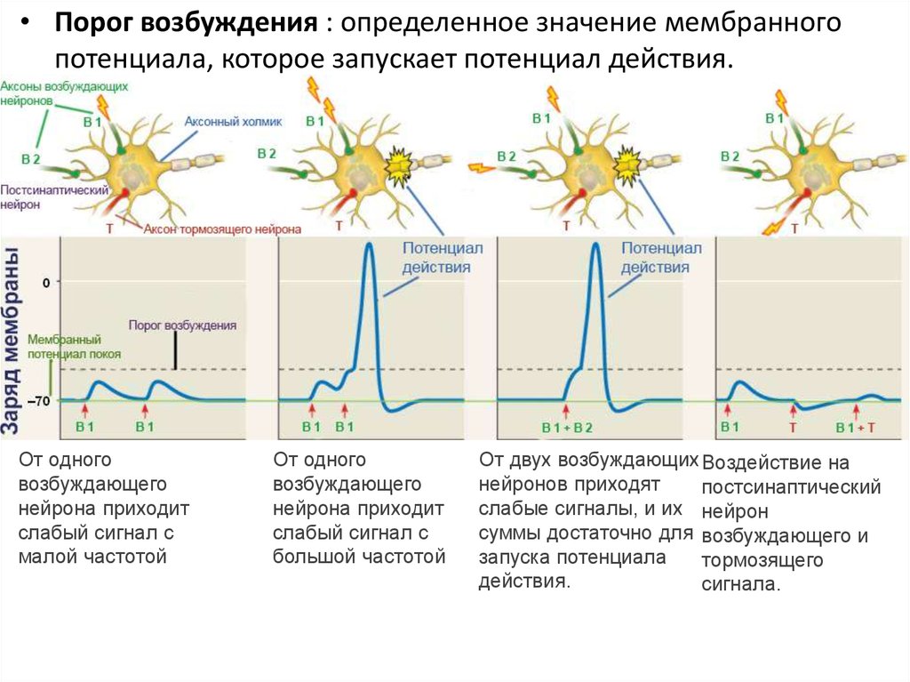 Осуществляет связь между нейронами какой нейрон