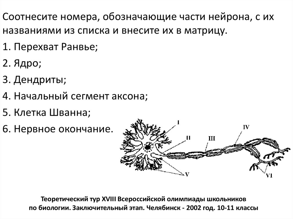 Какой цифрой на рисунке обозначен аксон тест по биологии