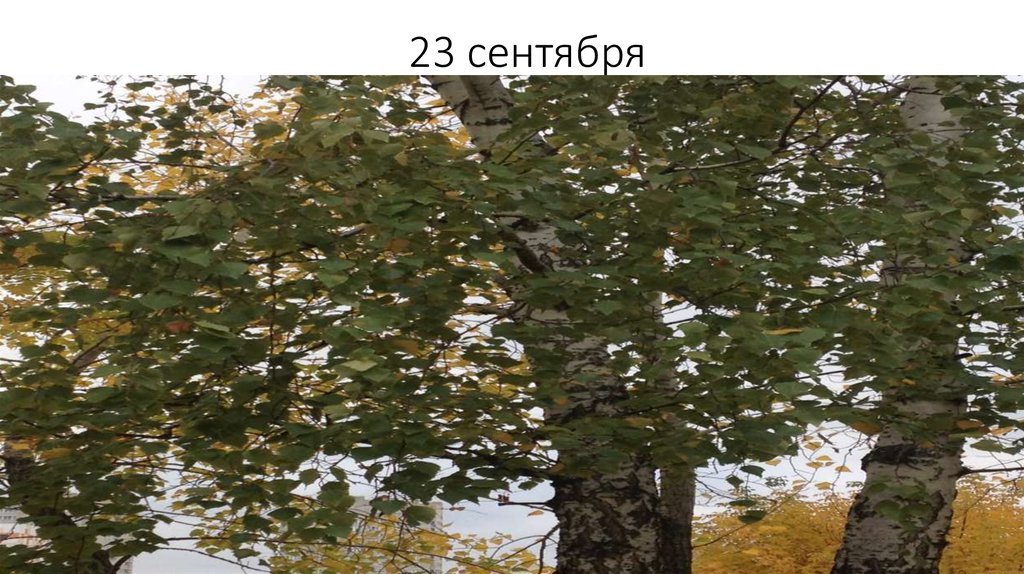 23 сентября