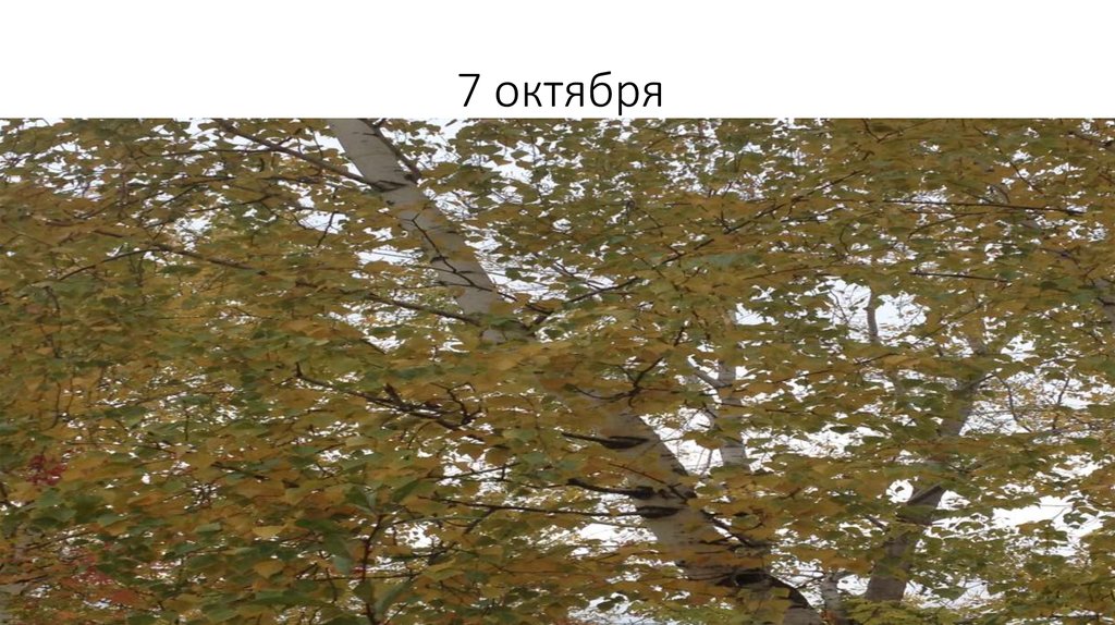 7 октября