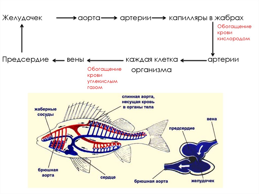 Кровеносная органы рыб. Кровеносная система рыб. Кровеносная система рыб схема. Движение крови у рыб. Жаберные артерии у рыб.