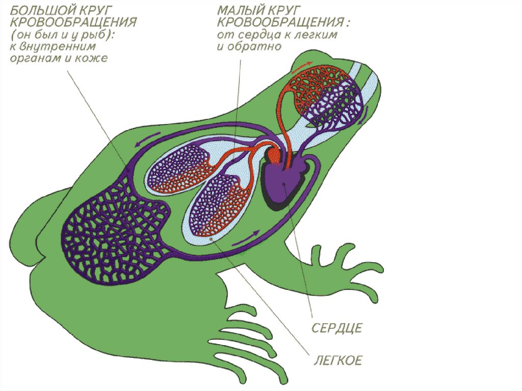 Рисунок кровеносная система лягушки