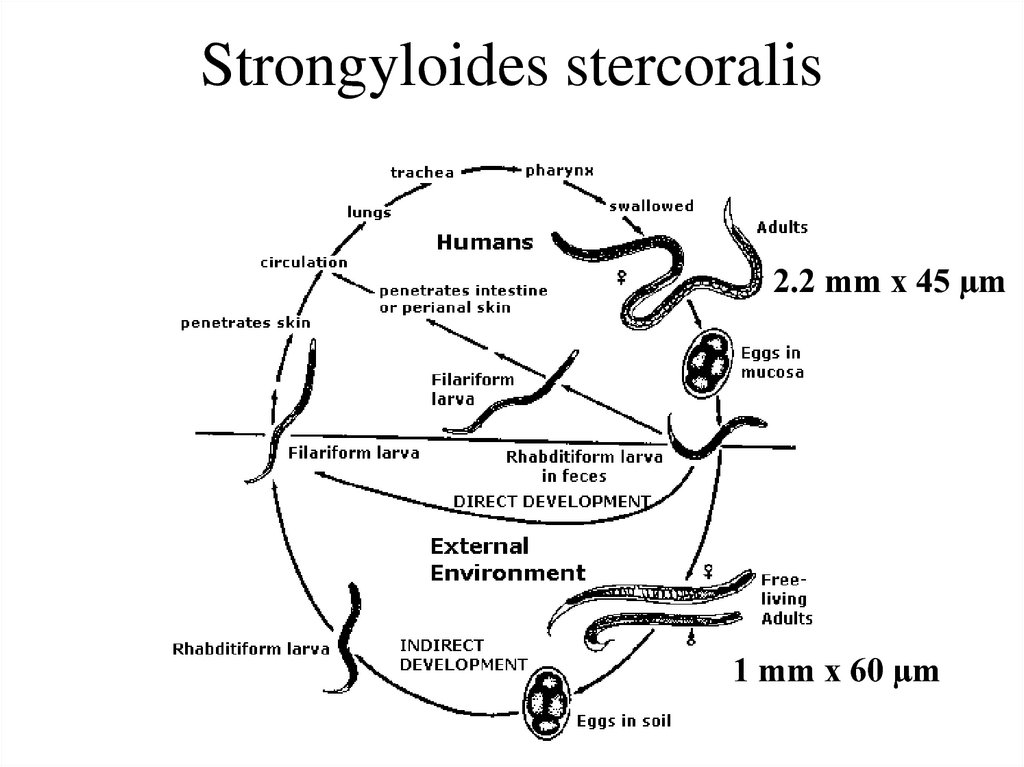 Жизненный цикл угрицы. Strongyloides stercoralis жизненный цикл схема. Цикл развития угрицы кишечной. Жизненный цикл пиявки схема. Угрица кишечная строение.