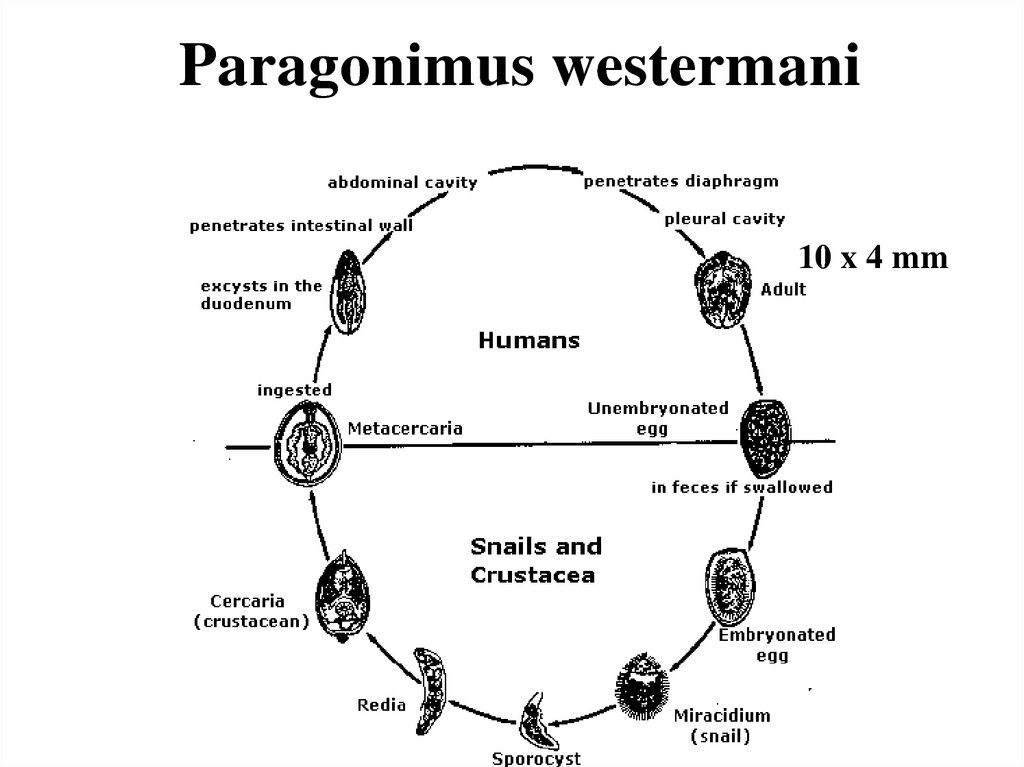 Жизненный цикл легочного. Цикл развития легочного сосальщика. Цикл развития легочного сосальщика схема. Жизненный цикл легочного сосальщика схема. Paragonimus жизненный цикл.