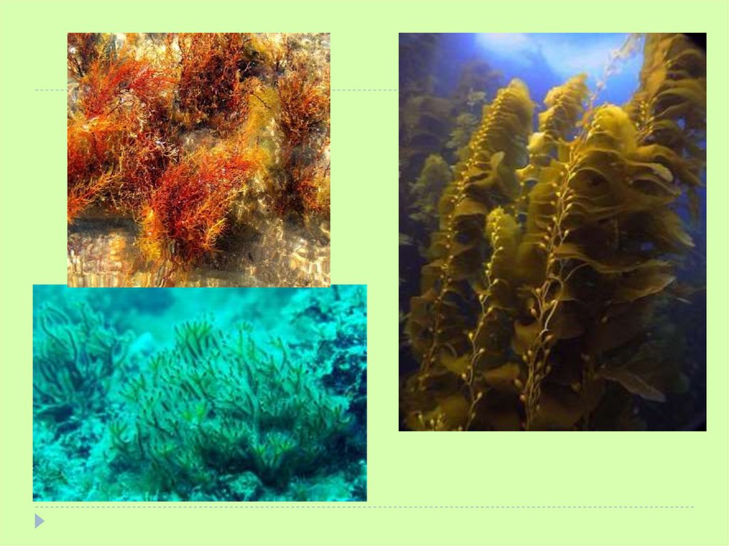 Речные водоросли названия. Водоросли обитающие в почве. Речные водоросли названия и фото. Морские водоросли фото с названиями.