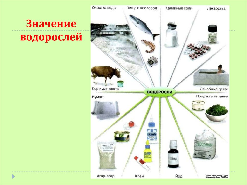 Создайте обобщенную схему значение и использование водорослей 5 класс биология