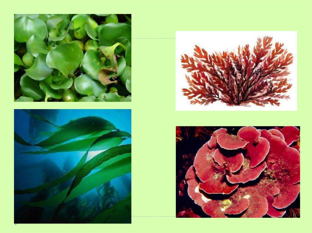 Плоды водорослей. Водоросли альгология. Ламинария альгология. Красные водоросли альгология. Водоросли изучают.