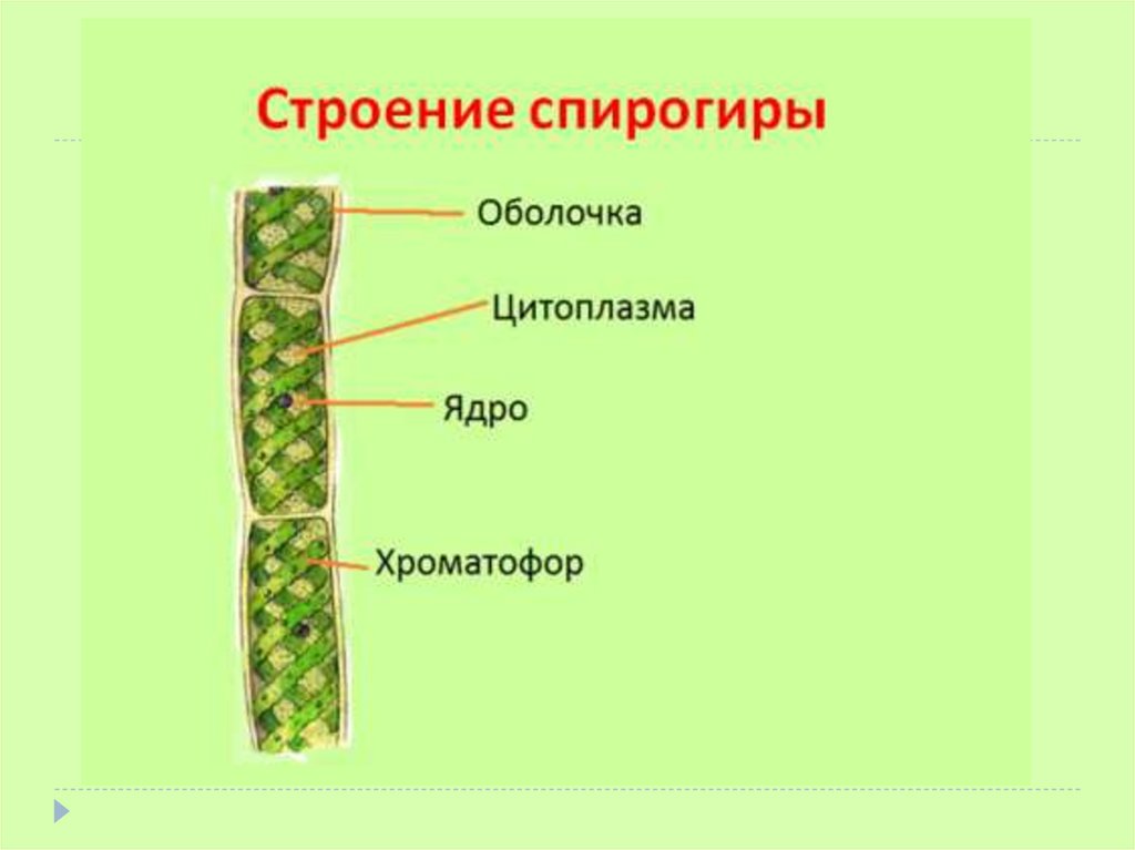 Спирогира многоклеточная