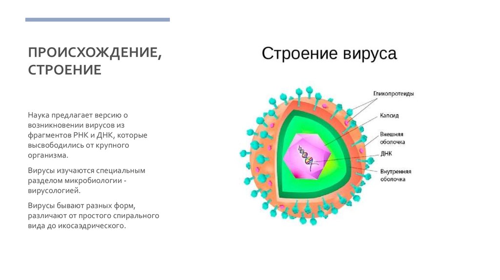 Происхождение строение. Вирус папилломы человека строение вируса. Вирусы происхождение и строение. Вирус полиомиелита строение схема. Версии возникновения вируса.