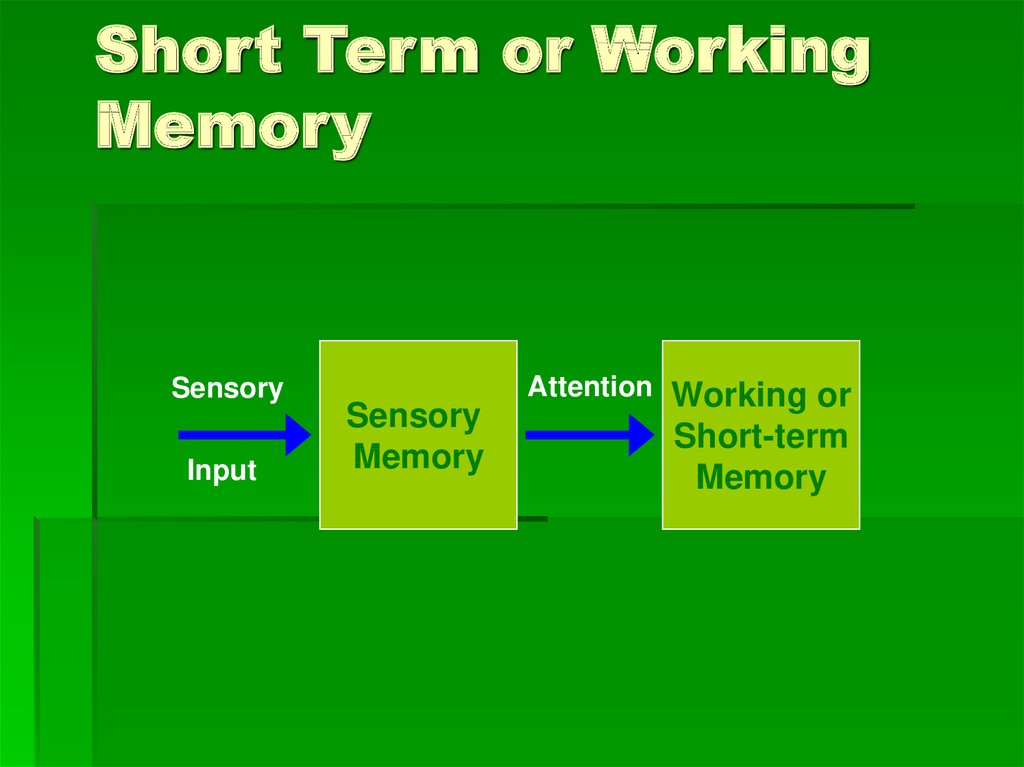 Short Term or Working Memory