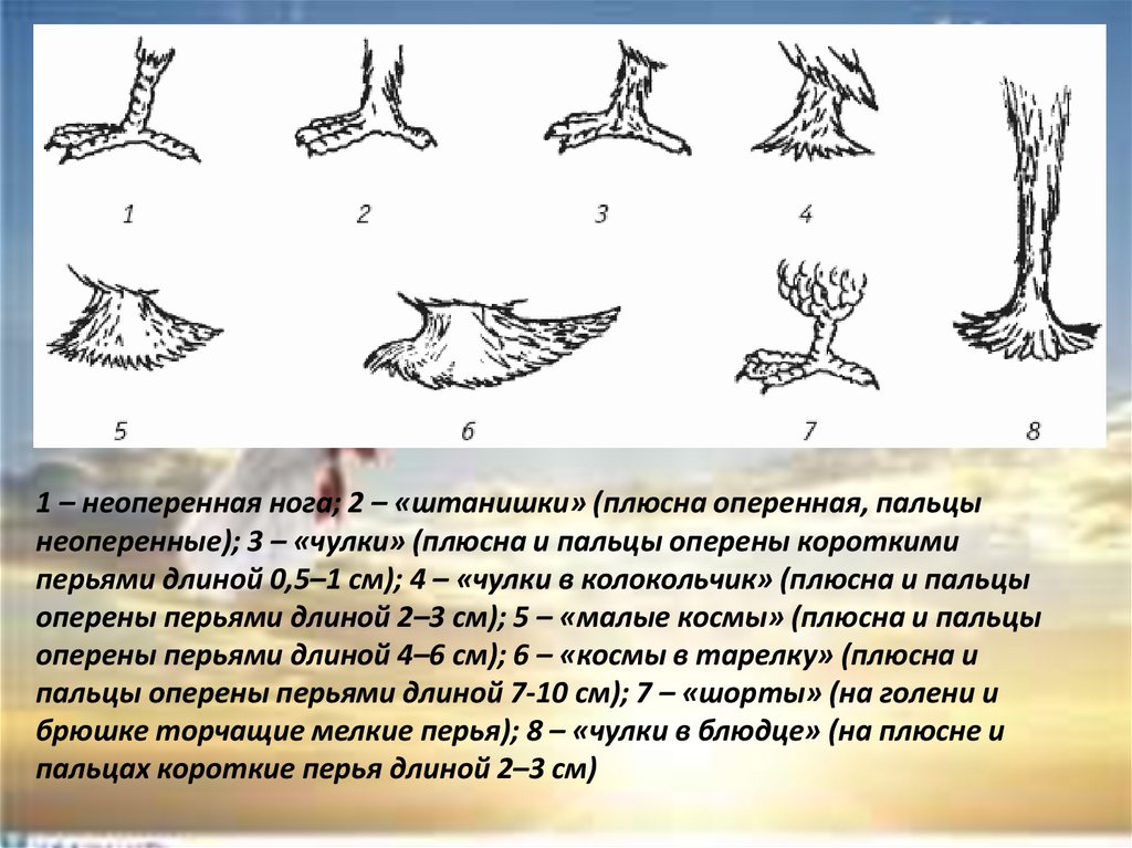 Плюсна у птиц. Строение голубеобразных. Неоперенные.