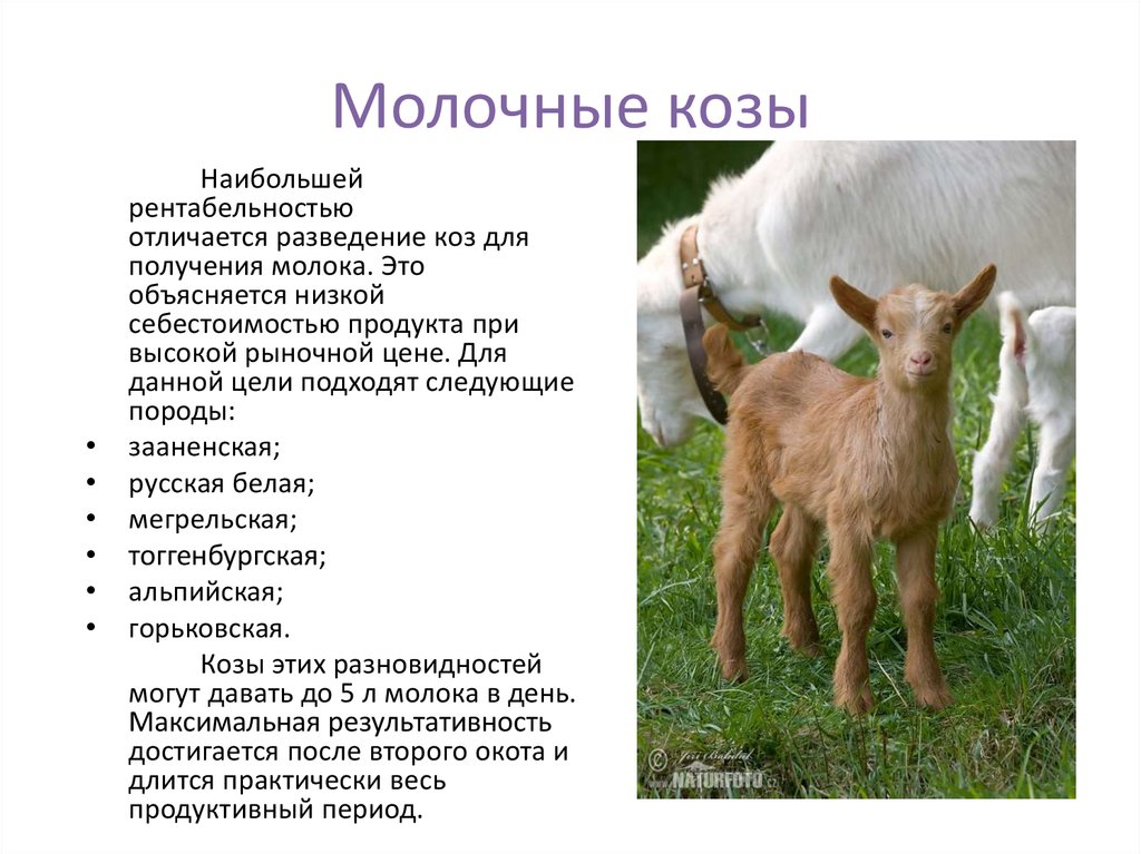 Сколько ягненок надо молока. Породы Козлов название. Породы домашних коз. Молочные козы. Самая удойная порода коз.