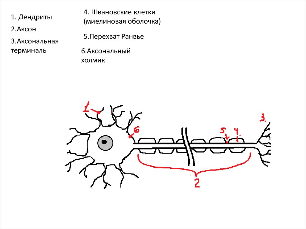 Короткие отростки аксоны сильно ветвятся