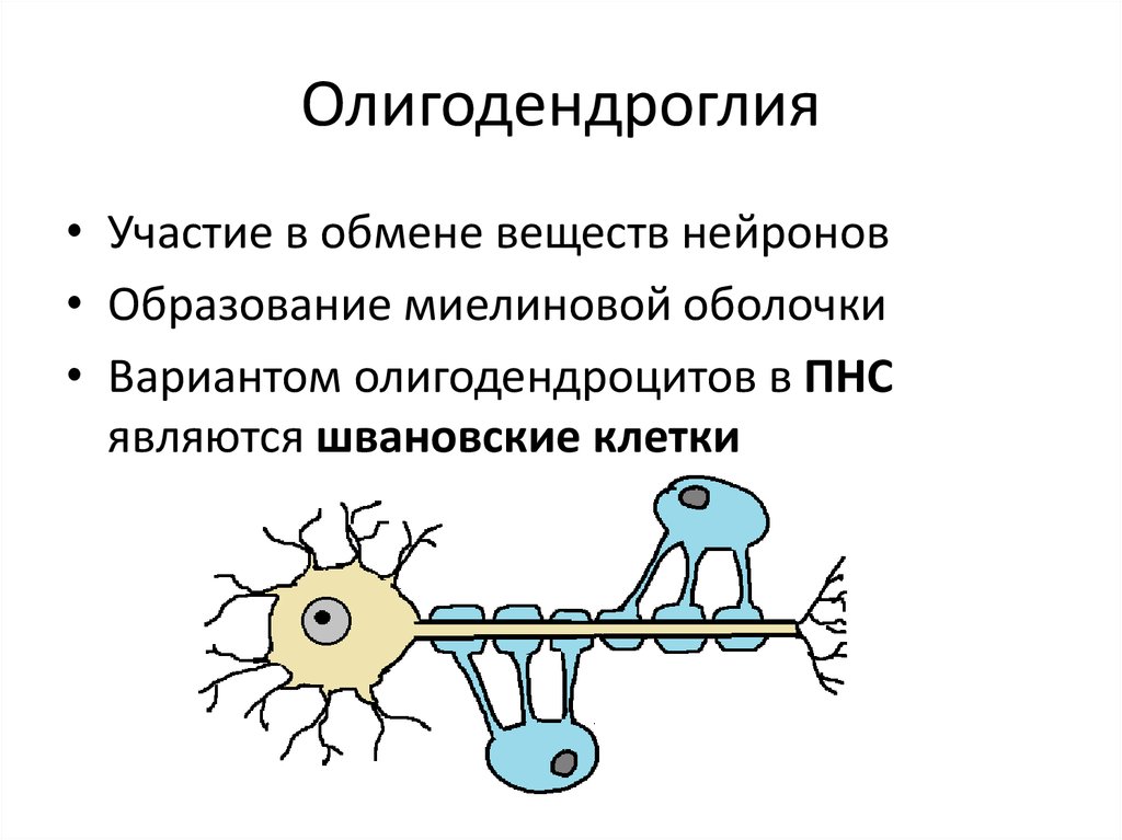 Миелиновая оболочка рисунок