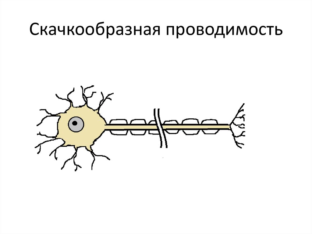 Скачкообразный. Скачкообразная проводимость в нейронах.