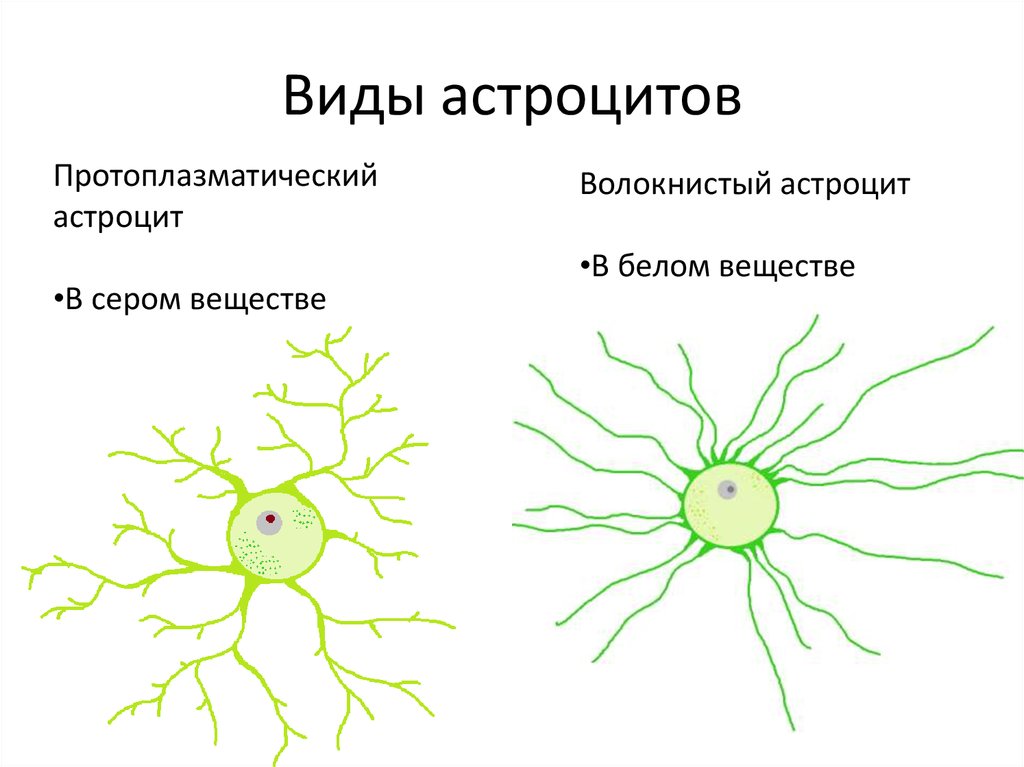 Астроциты. Плазматические астроциты строение. Фиброзный астроцит строение. Протоплазматические астроциты функции. Волокнистые астроциты.