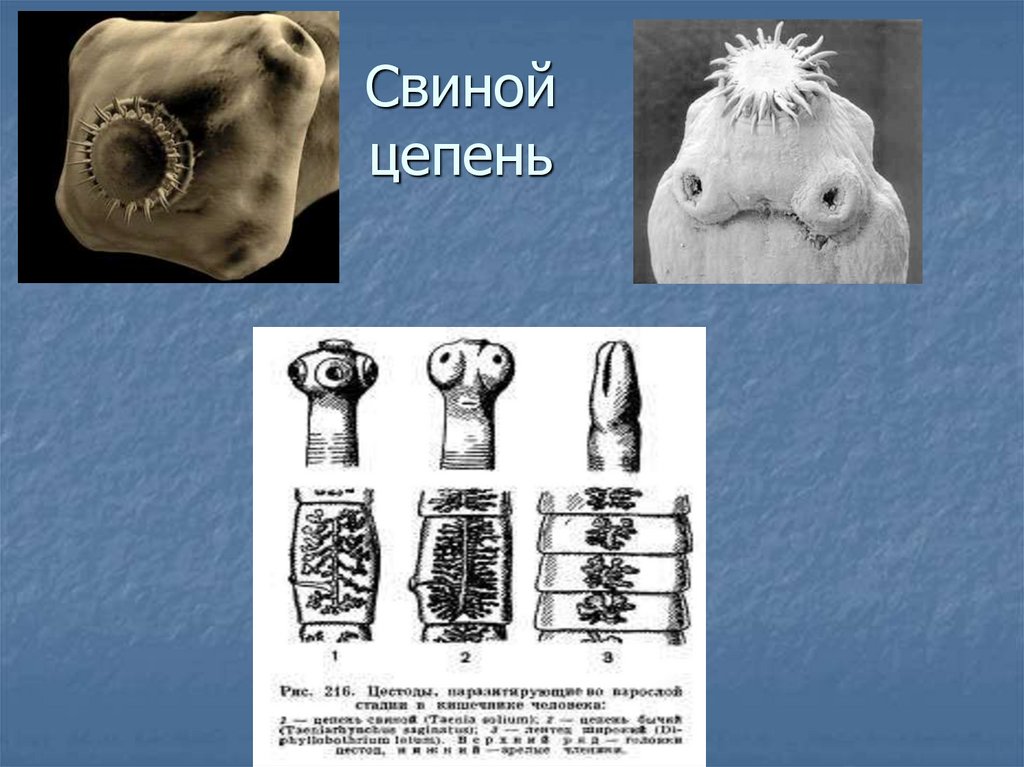 Чем отличается свиной цепень. Ленточные черви свиной цепень. Цепень бычий и свиной (Солитер).