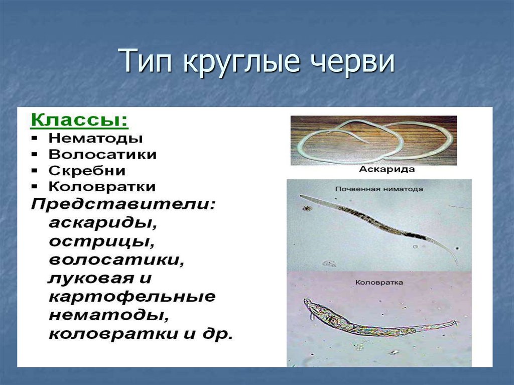 Круглые черви три примера животных