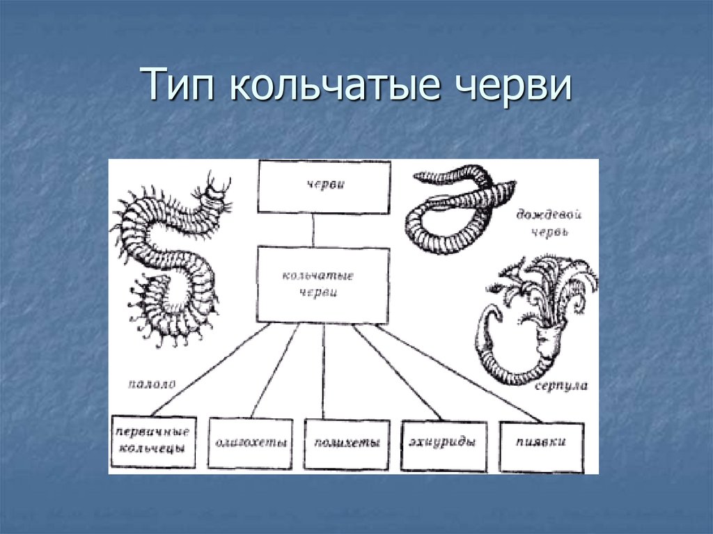 Дайте характеристику типу кольчатые черви. Схема Тип кольчатые черви биология 7 класс. Кольчатые черви схема. Интеллект карта кольчатые черви. Биология интеллект карта 7 класс кольчатые черви.