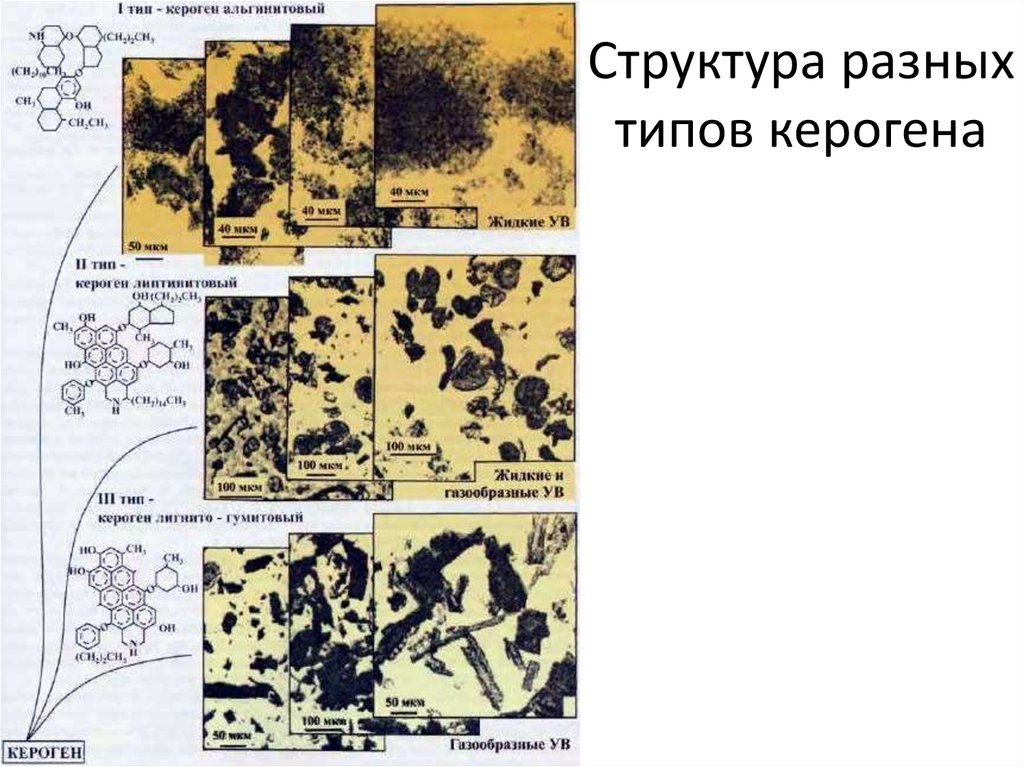 Структура разных типов керогена