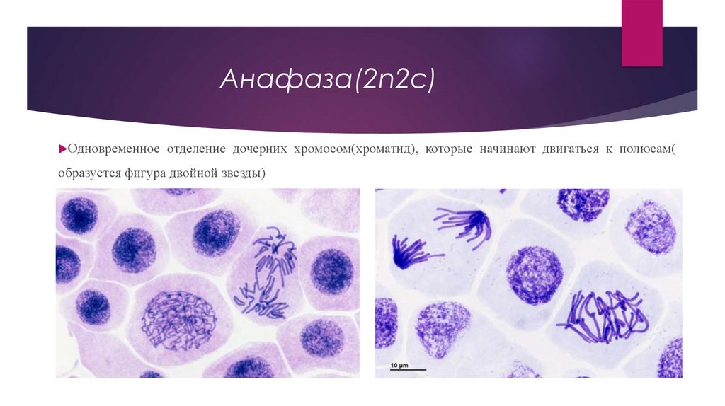 Анафаза 2. Анафаза митоза 2.