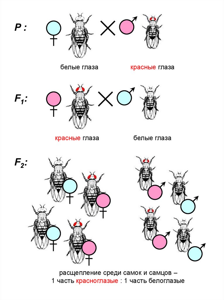 Схема скрещивания дрозофил