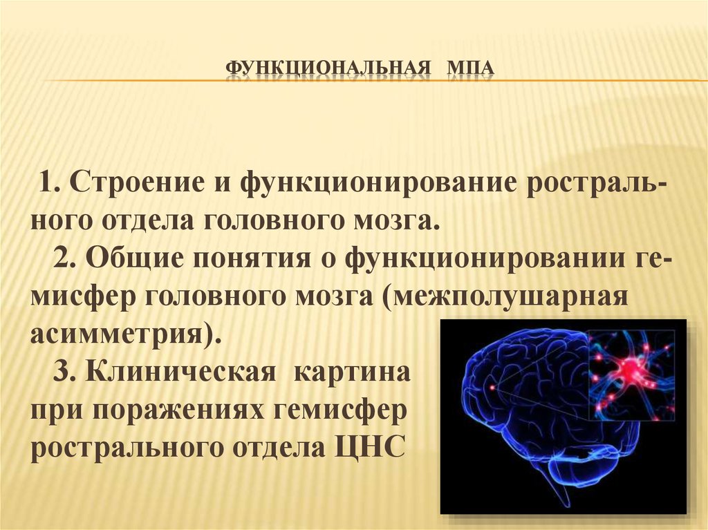 Реферат: Функциональная асимметрия мозга 2