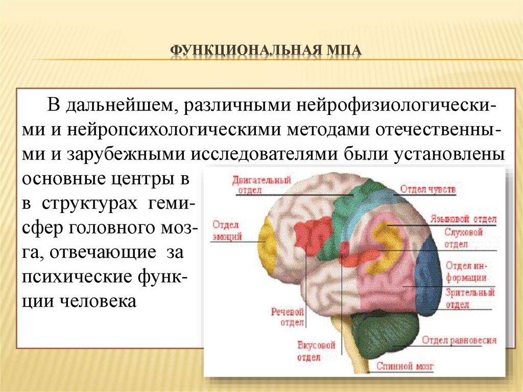 Низших отделов мозга. Нейрофизиологические основы речи. Нейрофизиологические основы психических функций человека. Нейрофизиологический компонент эмоций. Методы исследования функциональной межполушарной асимметрии.