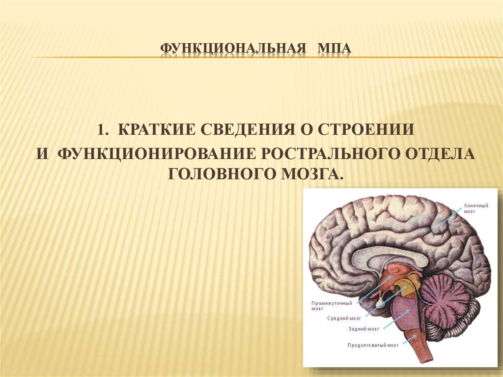 Функциональное нарушение мозга. Медиобазальные отделы головного мозга. Ростральные структуры мозга. Медиобазальные отделы коры. Нарушение медиобазальных отделов головного мозга.